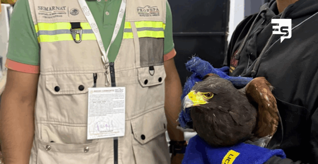 Aves protegidas fueron aseguradas por PROFEPA en Hidalgo