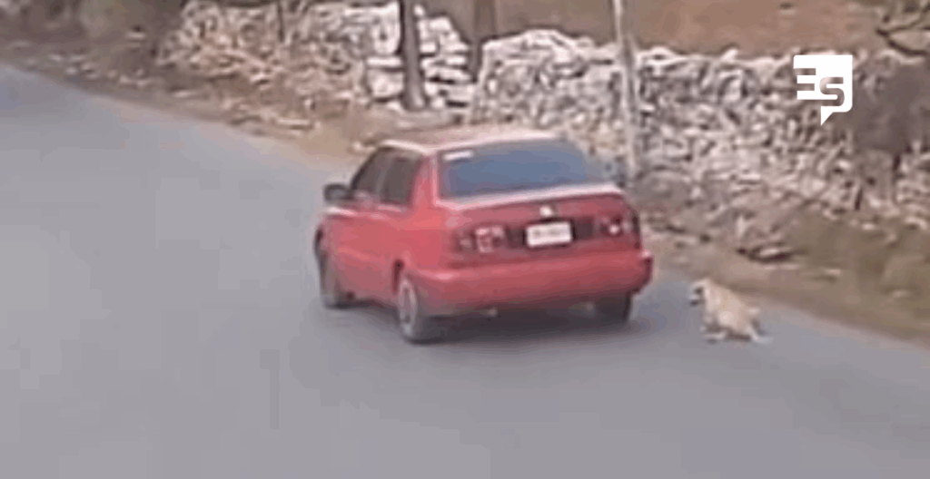 Rescatan a El Güero por crueldad y maltrato animal