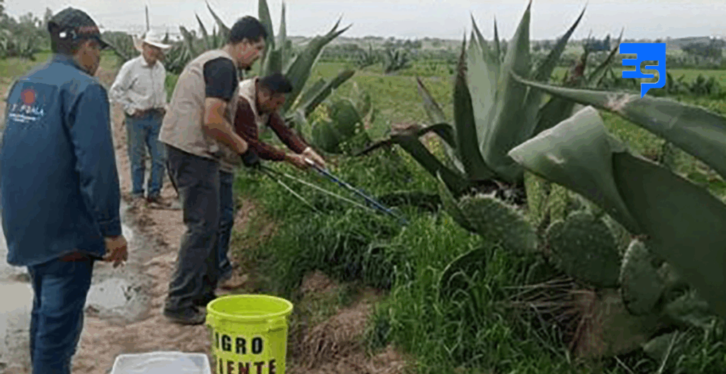 Aseguran en Zempoala serpientes de cascabel y las reubican a su hábitat