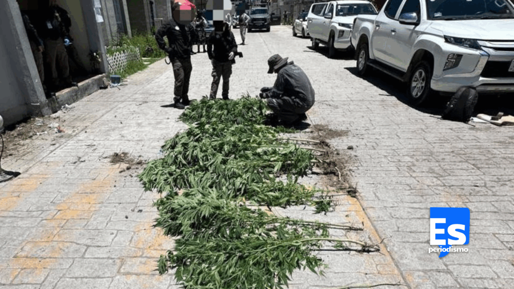 Matas de marihuana casera un cartucho y un uniforme policial