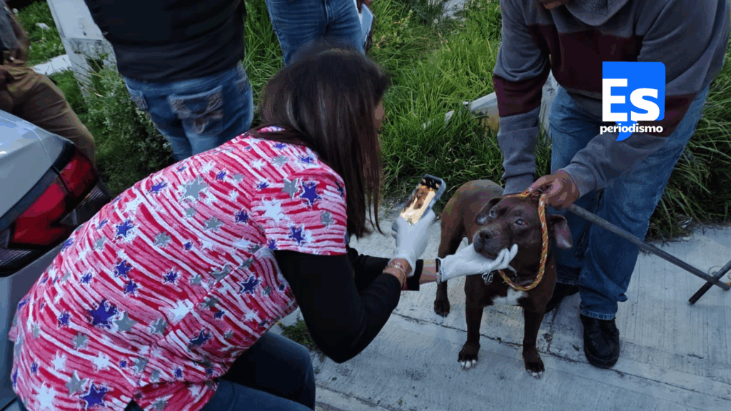 Rescatan pitbull hembra del abandono en una casa en Mineral de la Reforma