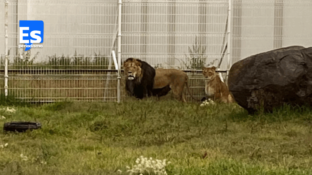 Leones y tigres en cautiverio alimentados con perros