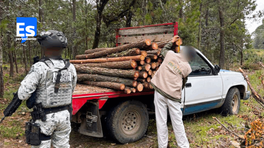 Operativo contra tala ilegal de Profepa y Guardia Nacional