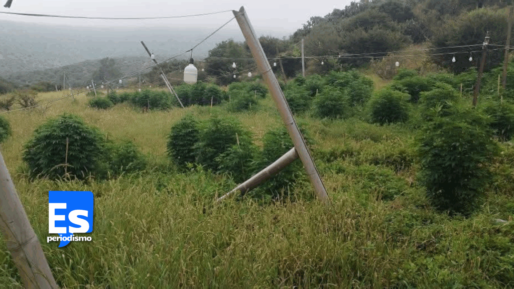 Aseguran plantío de marihuana en Tepeji del Río