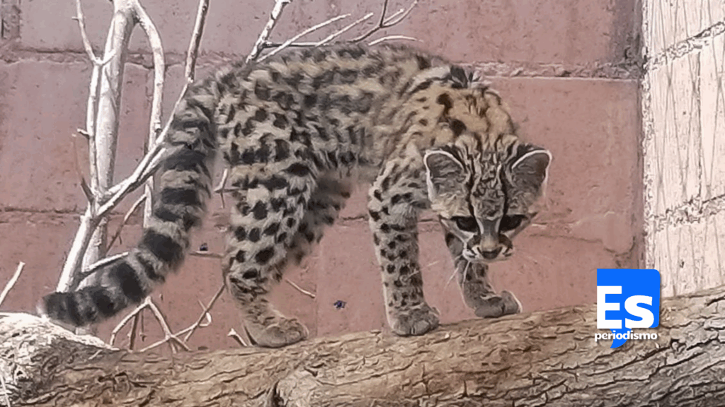 Unidad de Rehabilitación de Fauna Silvestre