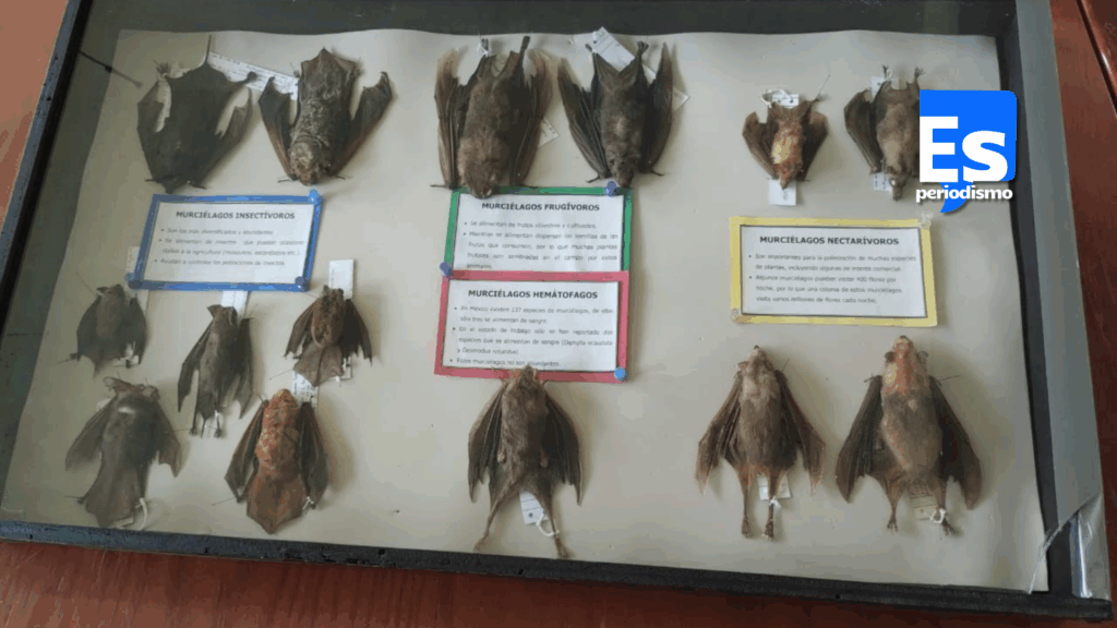 Murciélagos deben ser vistos