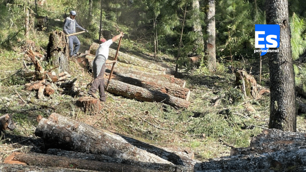 Bosque de El Chico enferma más