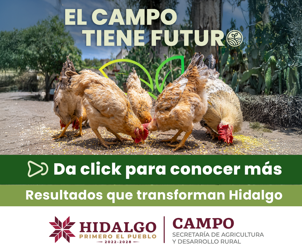 Resultados campo