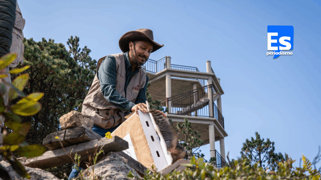 Liberaron fauna silvestre