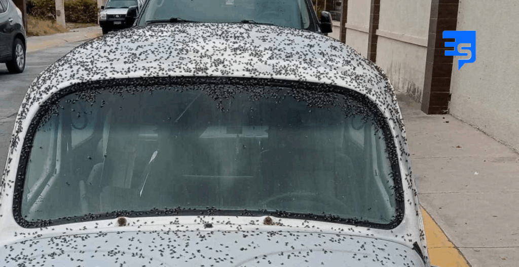 Plaga de kilos y kilos de moscas