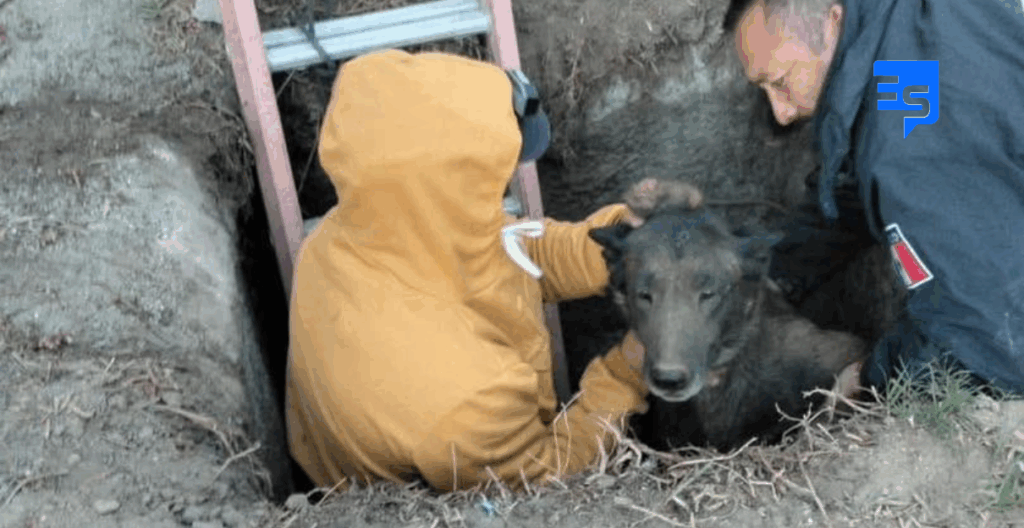 Rescatan perro que cayó en una excavación