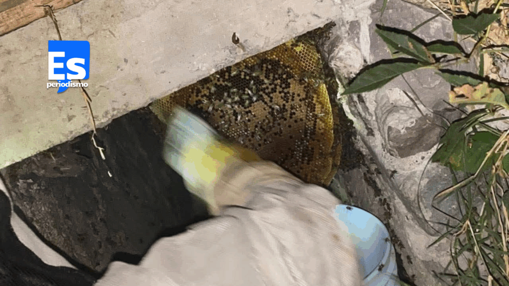 Enjambre de abejas aguijonea a cuatro