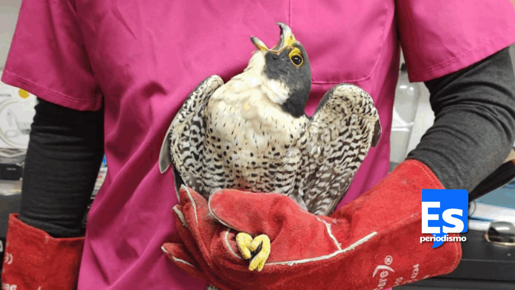 Encuentran y rescatan Halcón