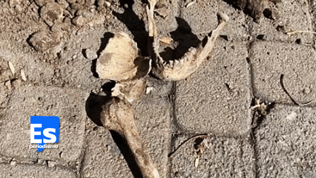 Descubren huesos durante excavación