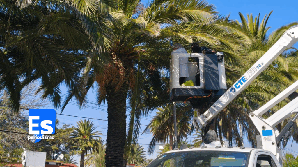 Tareas de conservación y fortalecimiento