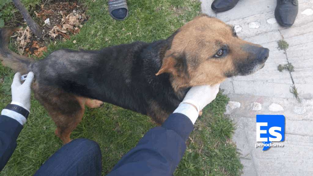 Rescatan a perrita de maltrato