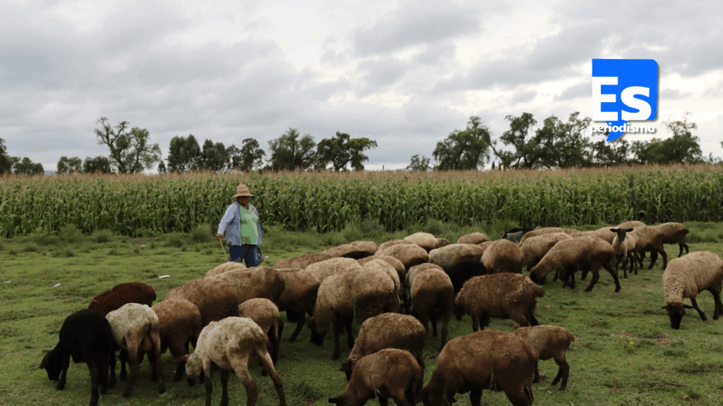 Ovinocultura: de las actividades económicas