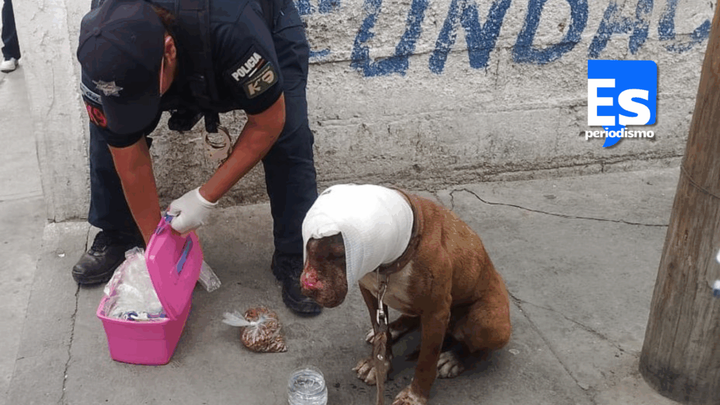 Maltrato animal moviliza autoridades