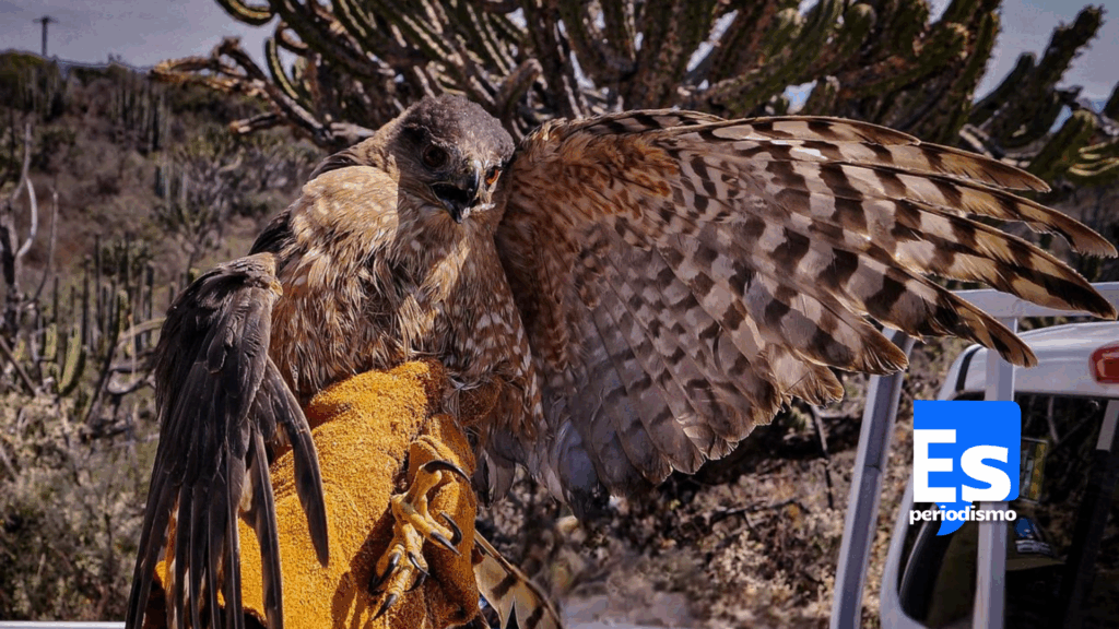 Regresan a su hábitat tras proceso de cuidados