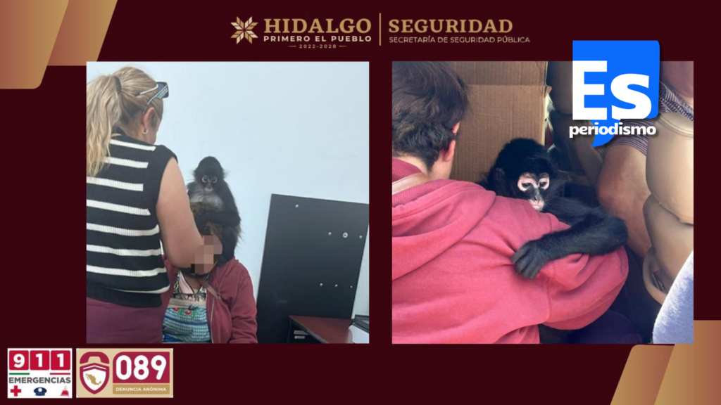 Por posesión ilegal de Mono