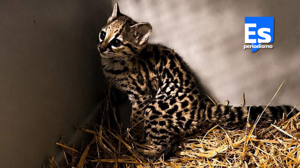 Tigrillo potosino será preparado en