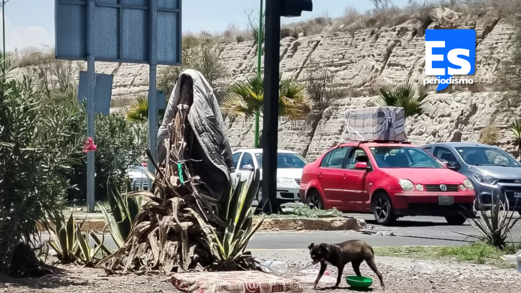 Se apiadan de perrita en situación