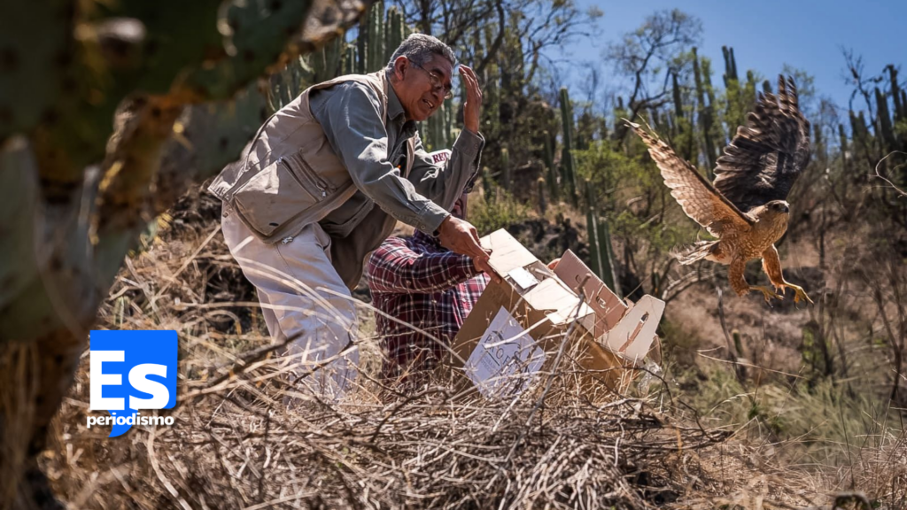 Liberaron fauna silvestre en Barranca
