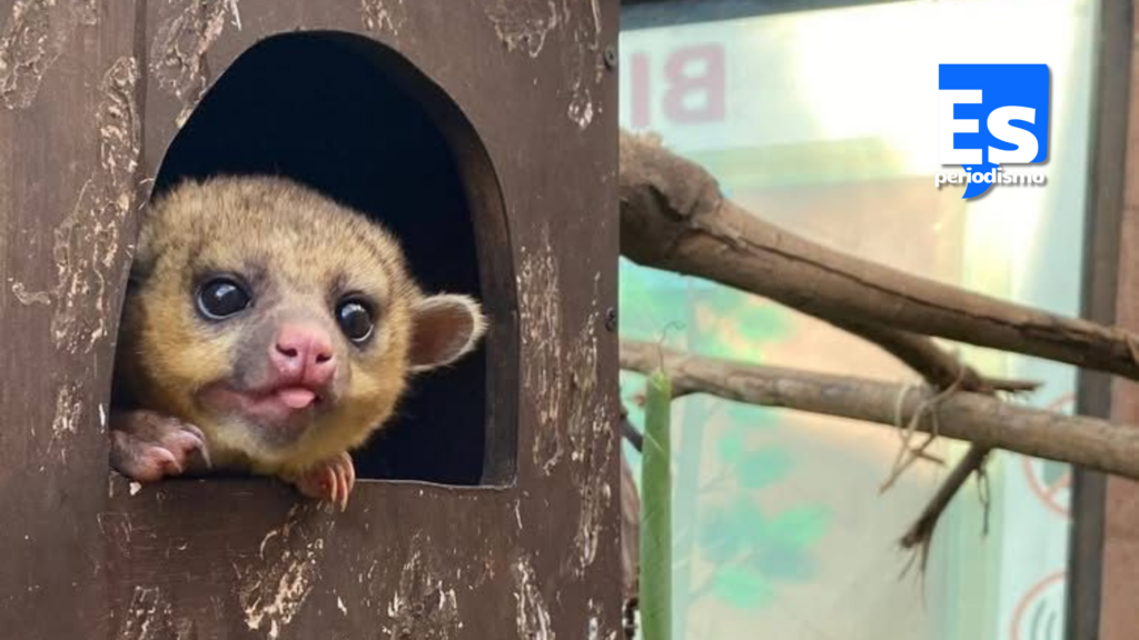 Pachuca contribuye a conservar la fauna