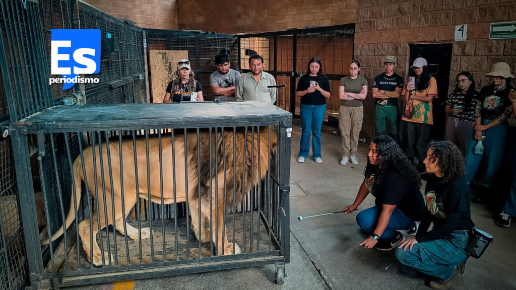 Profesionalización en bienestar animal