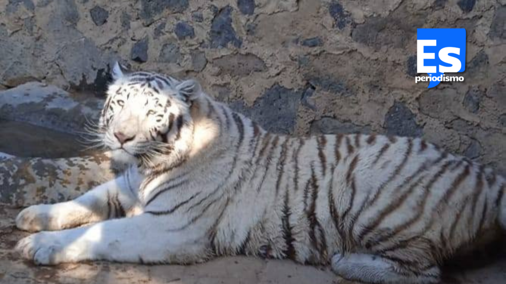 Zoológico de Tulancingo se suma a campaña