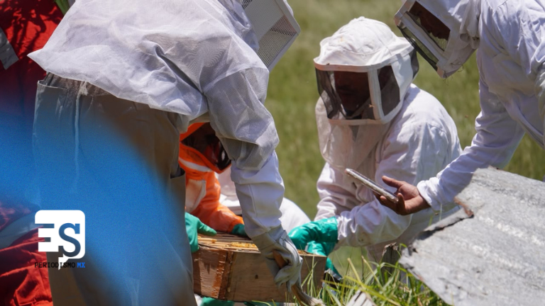 Tulancingo rescata y protege abejas