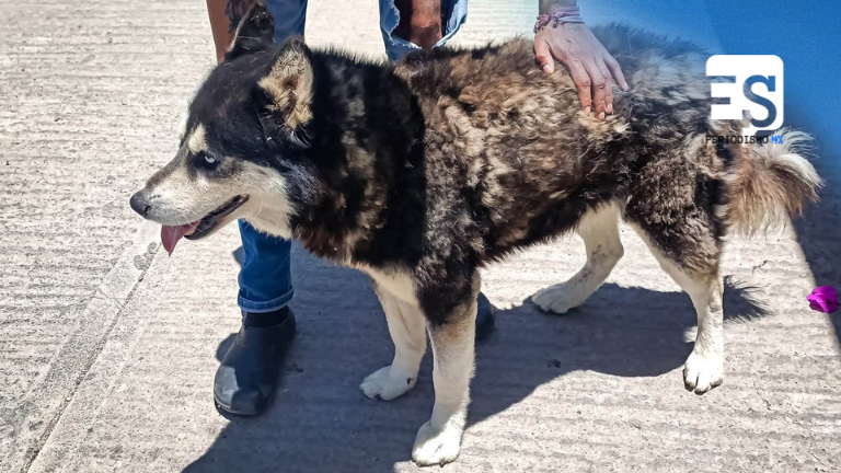Atienden maltrato animal y rescata a cuatro