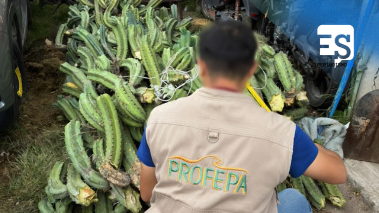 Capturados con cactáceas