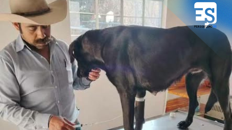 Localizan y rescatan a perrita