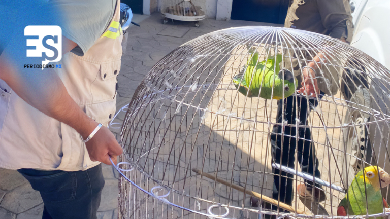 Profepa rescata 4 Loros