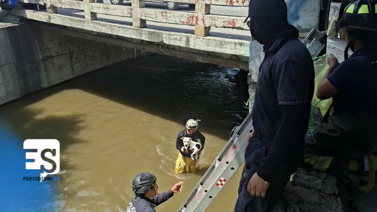Rescatan bomberos a perritos